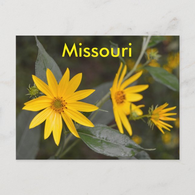 Carte Postale Fleurs sauvages jaunes du Missouri (Devant)