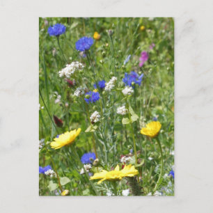 Carte Postale Fleurs sauvages jaunes et bleus do-it-yourself car