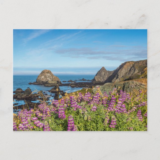 Carte Postale Fleurs sauvages lupines couvrant les collines (Devant)