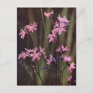 Carte Postale Fleurs sauvages : Lychnis fleur de coucou
