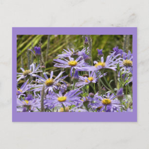 Carte Postale Fleurs sauvages : Michaelmas Daisies do-it-yoursel