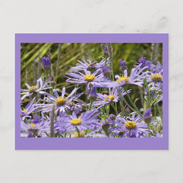 Carte Postale Fleurs sauvages : Michaelmas Daisies do-it-yoursel (Devant)