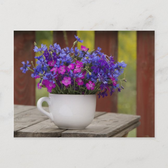 Carte Postale fleurs sauvages, oeillet et cornflower (Devant)