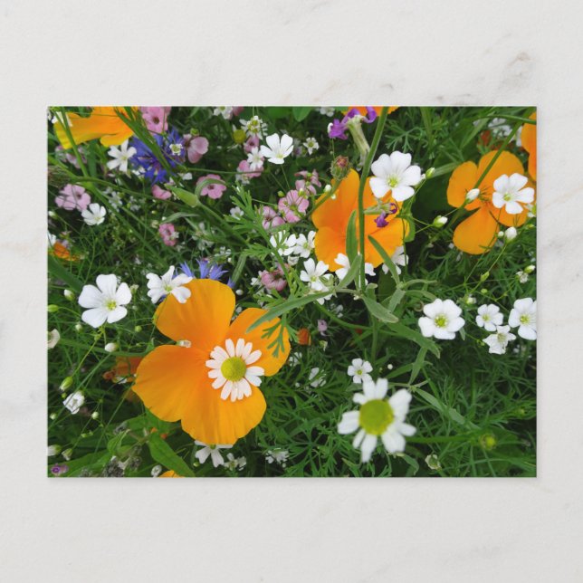 Carte Postale Fleurs sauvages : Orange blanc rose do-it-yourself (Devant)