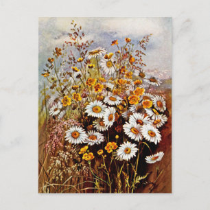 Carte Postale Fleurs sauvages pâquerette bouton d'or vintage