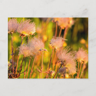 Carte Postale Fleurs sauvages Prairie Smoke dans un bosquet de t