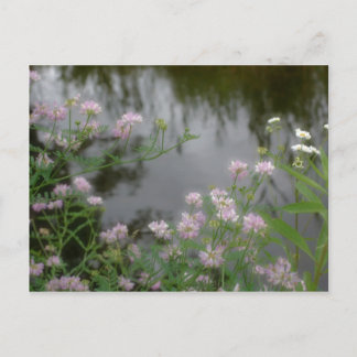 Carte Postale Fleurs sauvages roses près de Brook Nature