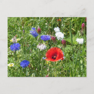 Carte Postale Fleurs sauvages : Rouge Blanc Bleu do-it-yourself