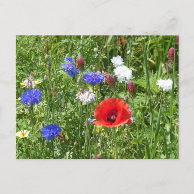 Carte Postale Fleurs sauvages : Rouge Blanc Bleu do-it-yourself  (Devant)