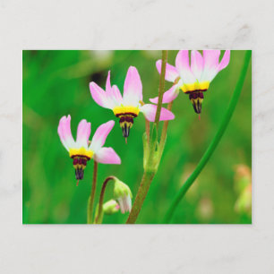 Carte Postale Fleurs sauvages Shooting Star dans le parc Mission