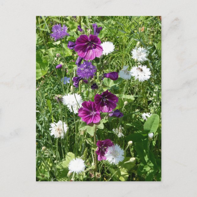 Carte Postale Fleurs sauvages violets et blancs do-it-yourself c (Devant)