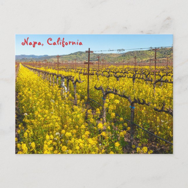 Carte Postale Fleurs sauvages viticoles (Devant)
