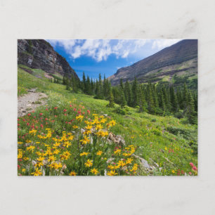 Carte Postale Fleurs   Sentier de fleurs du Montana