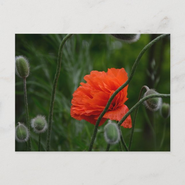 Carte Postale fleurs s'épanouissent (Devant)