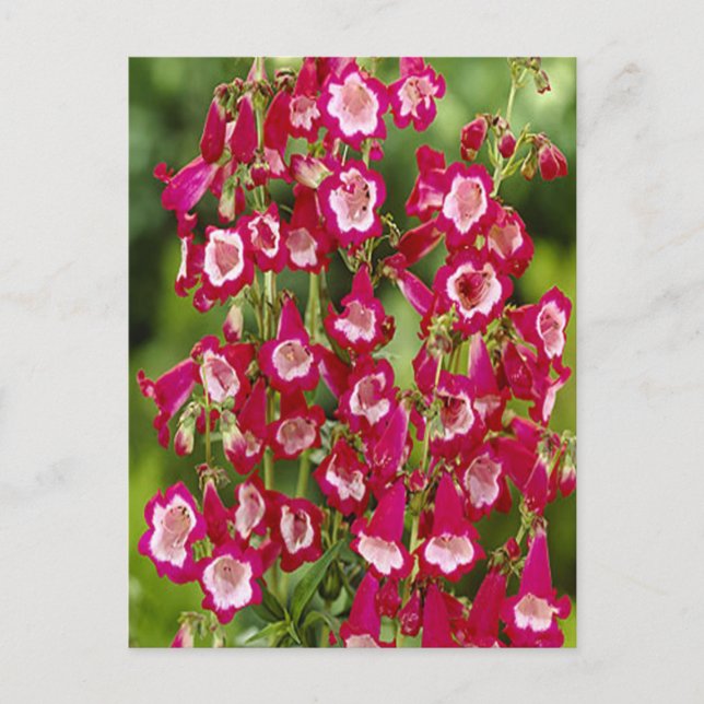 Carte postale Fleurs Snapdragon (Devant)