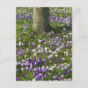 Carte Postale Fleurs terrain crocus dans l'herbe de printemps av