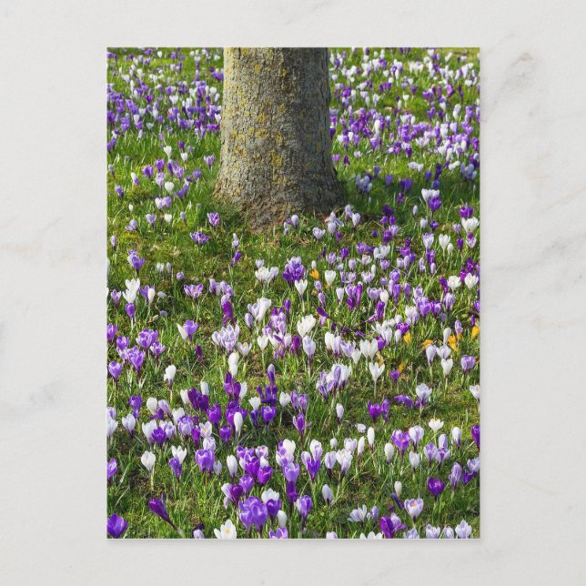 Carte Postale Fleurs terrain crocus dans l'herbe de printemps av (Devant)