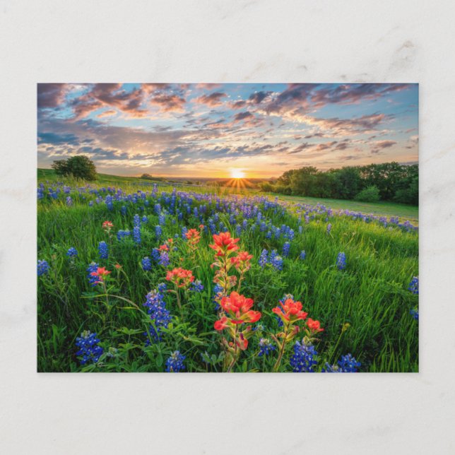 Carte Postale Fleurs | Texas Bluebonnets & Indian Paintbrush (Devant)