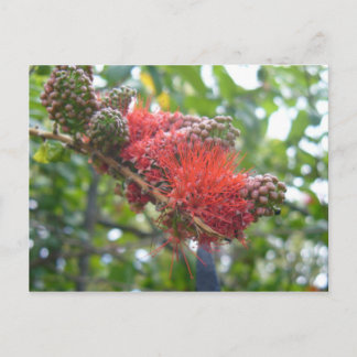 Carte Postale Fleurs Tortola