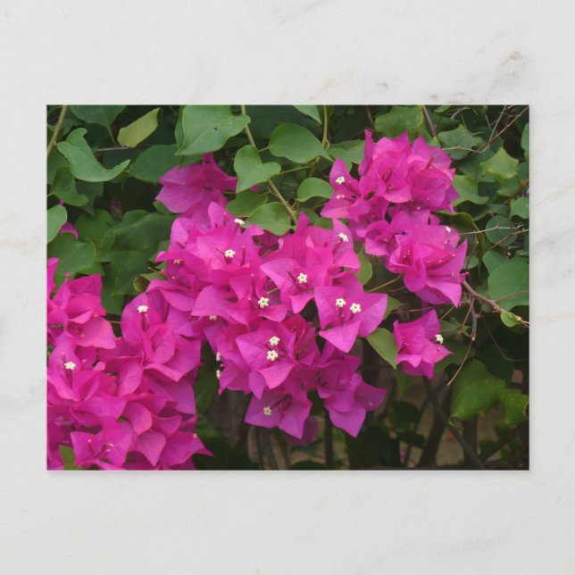 Carte Postale Fleurs Tortola (Devant)