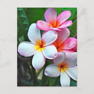 Carte Postale Fleurs tropicales