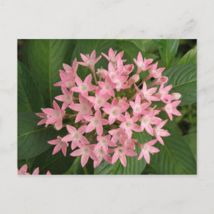 Carte postale Fleurs Tropicales Pretty Rose