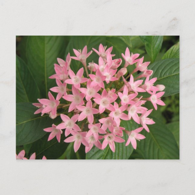 Carte postale Fleurs Tropicales Pretty Rose (Devant)