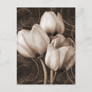 Carte Postale Fleurs Tulip Blanches Sepia Fleur Arrière - plan n