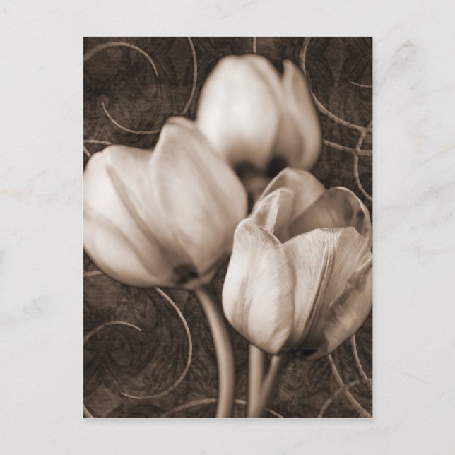 Carte Postale Fleurs Tulip Blanches Sepia Fleur Arrière - plan n (Devant)