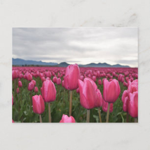 Carte postale Fleurs Tulipes Roses