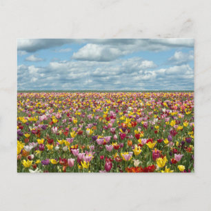 Carte Postale Fleurs   Tulipes Willamette Valley Oregon