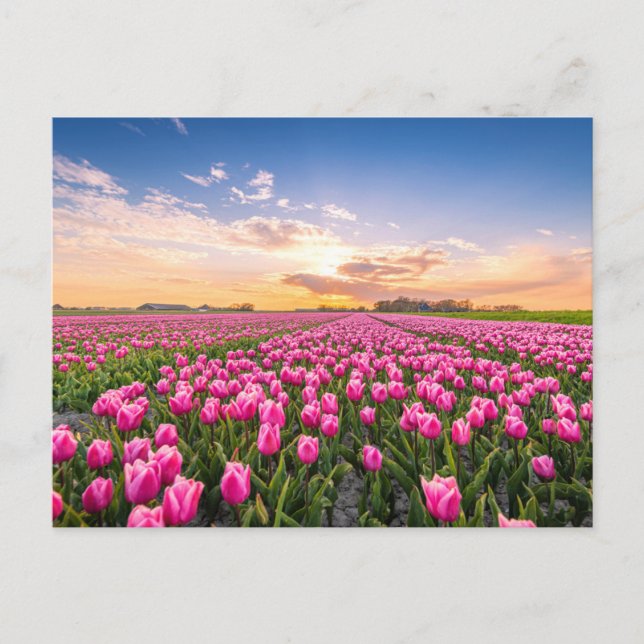 Carte Postale Fleurs | Tulips Holland Sud, Pays-Bas (Devant)