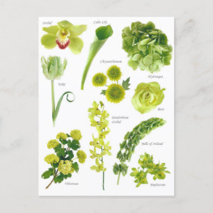 Carte Postale Fleurs vert