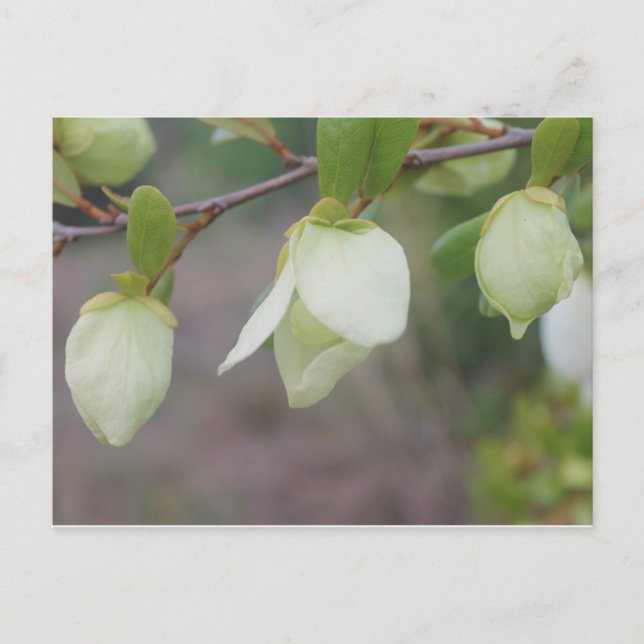 Carte Postale Fleurs vert clair (Devant)