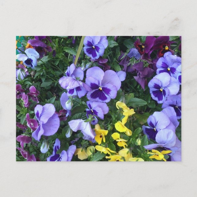Carte Postale Fleurs Victoria (Devant)