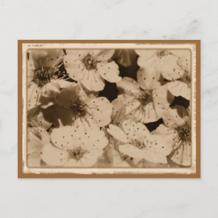 Carte postale Fleurs vieilles