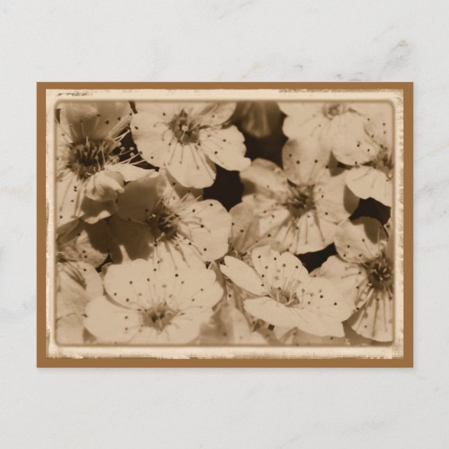 Carte postale Fleurs vieilles (Devant)