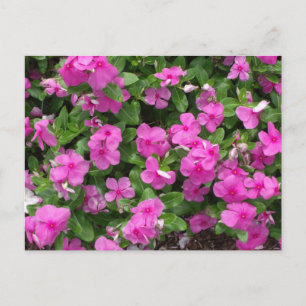 Carte Postale Fleurs Vinca Titan