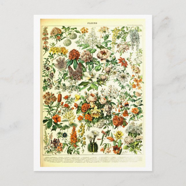 Carte postale Fleurs vintages (Devant)