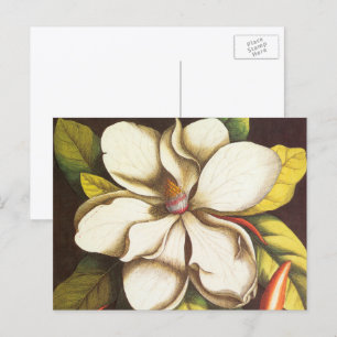 Carte Postale Fleurs vintages Magnolia Plante Avec Graines