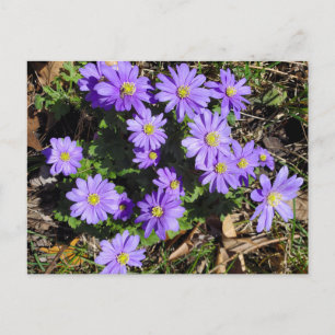 Carte Postale Fleurs violettes
