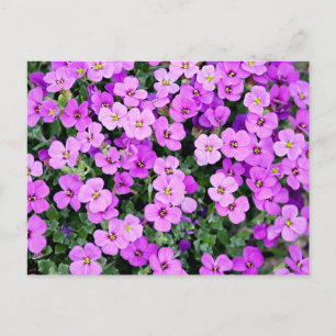 Carte Postale Fleurs violettes