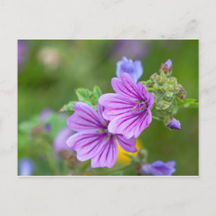 Carte Postale Fleurs violettes