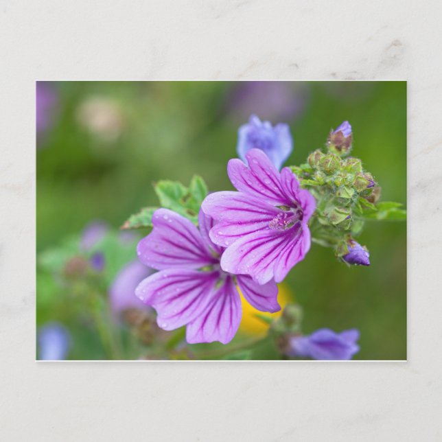 Carte Postale Fleurs violettes (Devant)