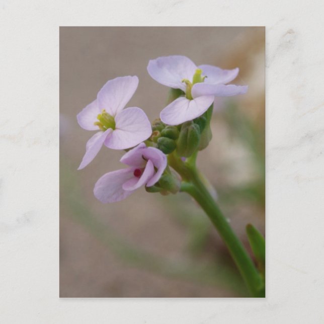 Carte postale Fleurs violettes (Devant)