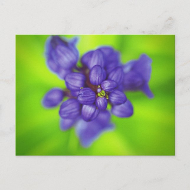 Carte Postale fleurs violettes (Devant)