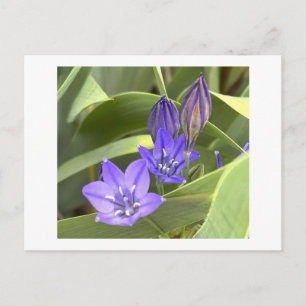 Carte postale Fleurs Violettes