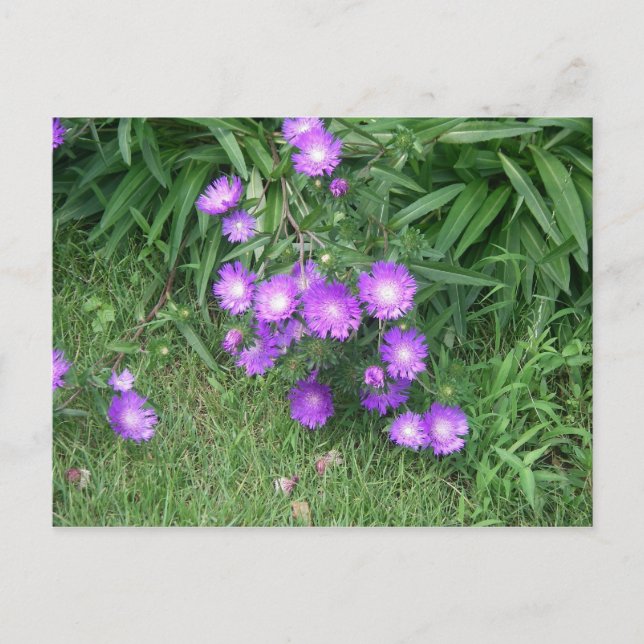 Carte postale Fleurs violettes (Devant)