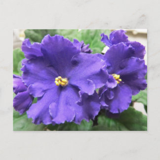 Carte Postale Fleurs violettes africaines violettes
