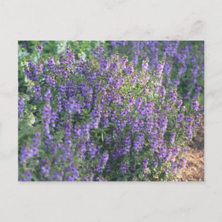 Carte Postale Fleurs violettes au soleil